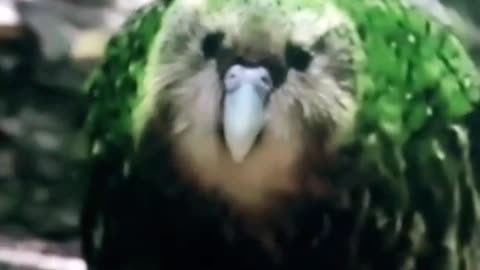 The largest parrot in the world, Kakapo