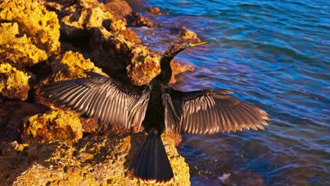 Majestic, vibrant seabirds. Here he is the king of the sea.