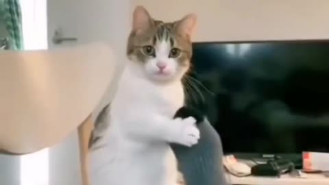 cats doing funny things||cute cats