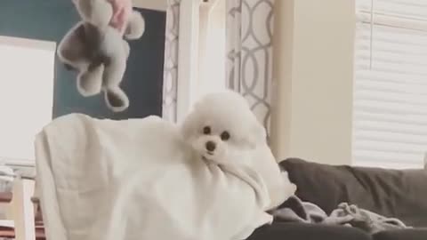 White dog chases toy up couch and jumps to camera slowmo