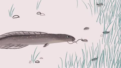 The eel catfish makes its onshore voyage to satisfy its hearty craving for beetles