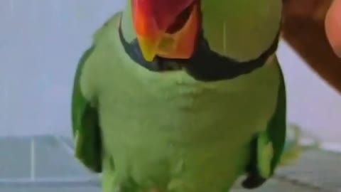 Parrot talking video