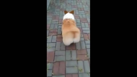 Gif video of dog walking quietly