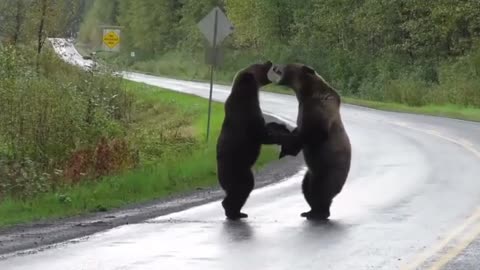 something is not shared by two bears