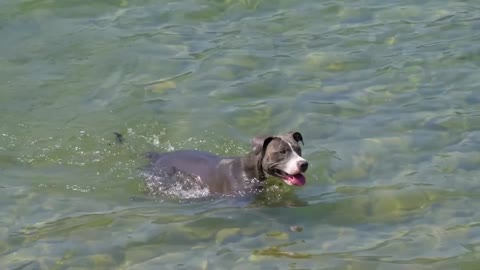 The dog swims in the river skillfully