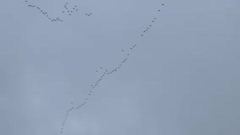 Sandhill Cranes (Ribeye in the Sky) saying hello to SW Louisville