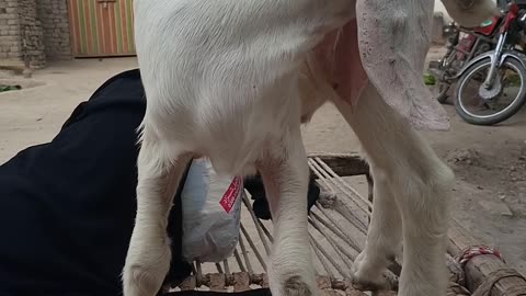 Goat kids animal goats kids beautiful goats white goats