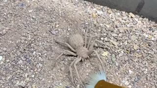 Six Eyed Sand Spider Vs Paintbrush