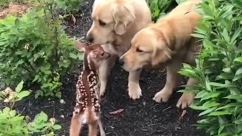 Funniest & Cutest Labrador puppies #2- Funny puppy videos 2020