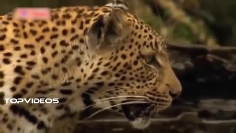 Leopard takes on Python that Killed it's Baby!