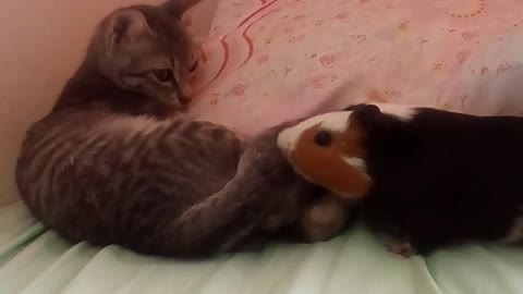 Cute Guinea pig and cat