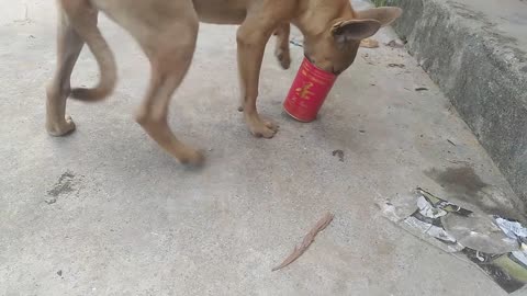 My stupid dog, he kept playing with butter pipe without knowing why