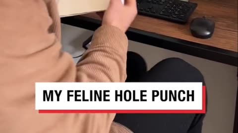 this cat is great at punching holes