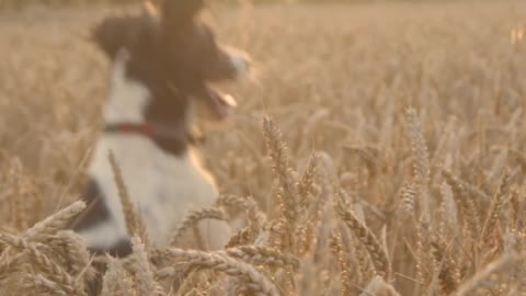 Dog Playing In Wheat Field.