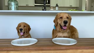 Dog Reviews Food With Little Brother