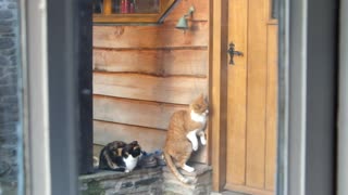 Polite Cats Ring Doorbell To Signalize It’s Mealtime