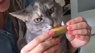 Cat licking cantaloupe