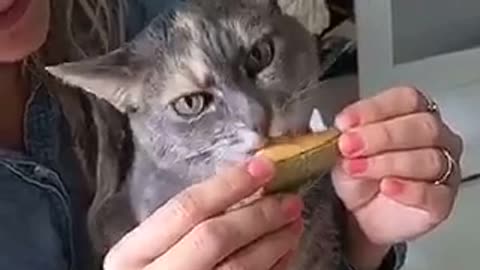 Cat licking cantaloupe