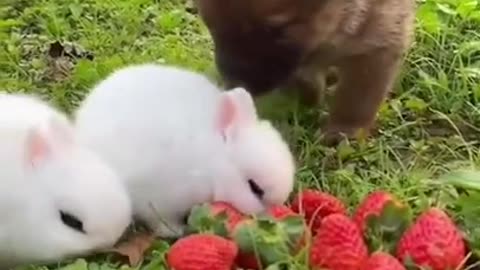 CUTE RABBIT AND DOG COMPLIMATION
