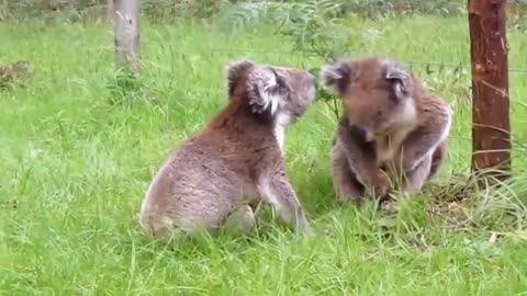 Koala 1 vs 1 fighting