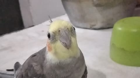 Calopsita cockatiel