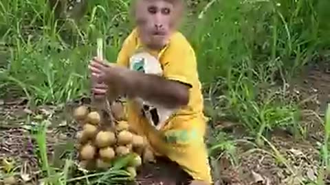 cutis monkey picking longan funny part..