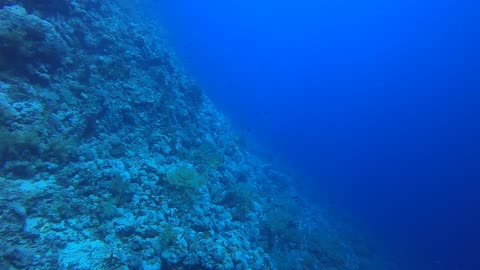 Red Sea SCUBA Diving - Diving the wall