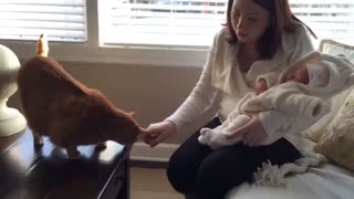 Family cat meets newest edition to family