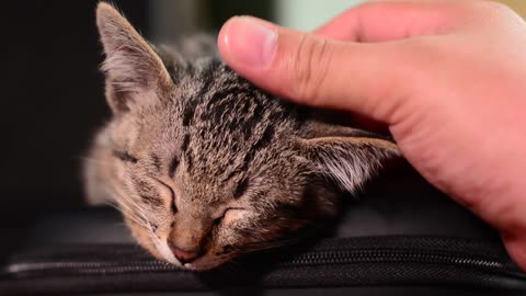 Young cat relaxing