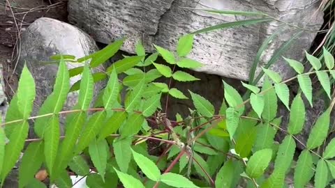 A small tree grew out of the stone