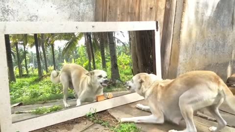 Dogs Frightened by Their Image reflecting in the Mirror #Watch Up to The End