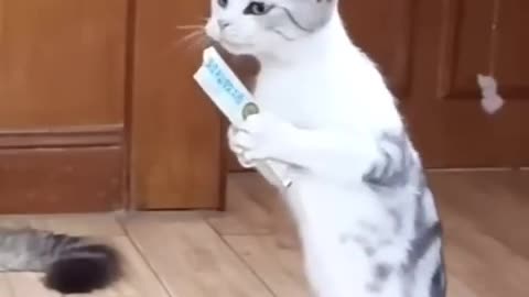 🤣Cats_Funniest_Moments_Videos_Watch_and_Enjoy🤣(4