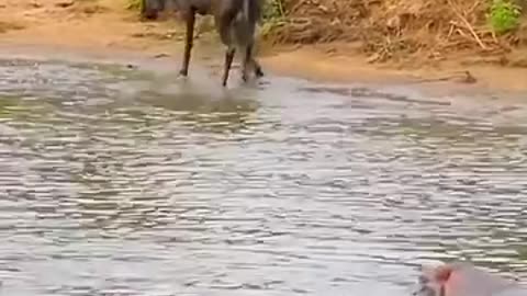 Hippos save Buffalo from crocodile attack