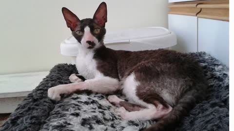 Everything you need to know about the Cornish Rex Cat!