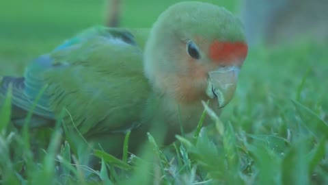 This video is about a parrot on the ground.