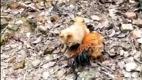 Dog and Chicken Fight Funny Video