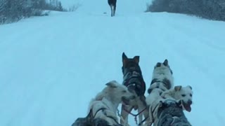 Moose Makes Way for Dog Sled Team