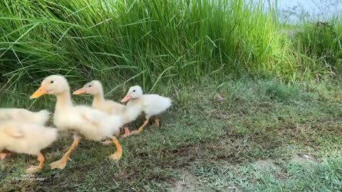 The kitten is so awesome that he tamed a group of ducklings!