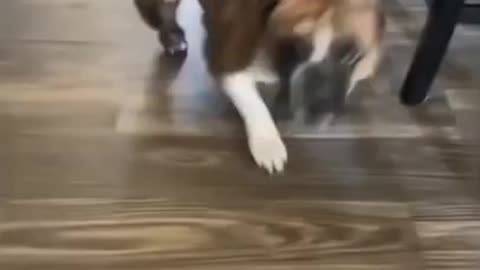 Cat playing with dog