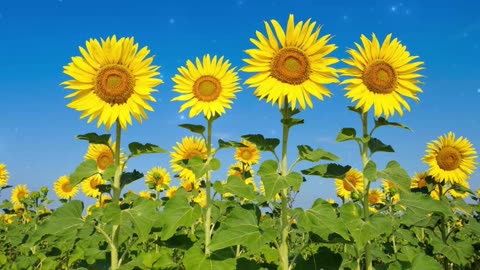 Sunflower Care Guide in Under A Minute
