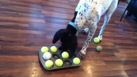 This Clever Dog Loves Solving Puzzles For Treats