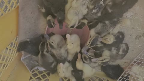 a ducklings in a traditional market