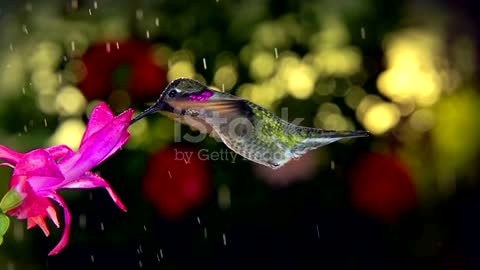 A super slow motion full HD footage of a male hummingbird visiting pink flower on rainy day