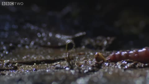 Kinabalu leech devours worm