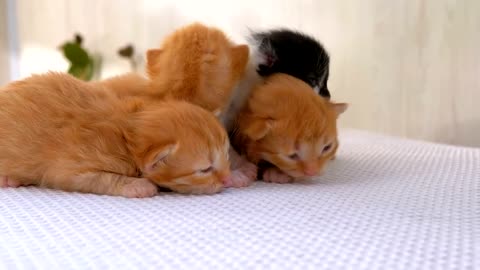 New born White, blue-eyed cat's