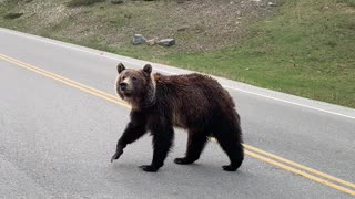 Cute Cub and Mama Bear Crossing