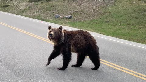 Cute Cub and Mama Bear Crossing