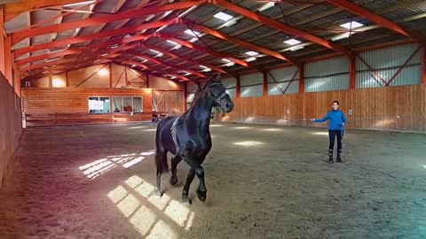 Lunge a stallion for the first time!