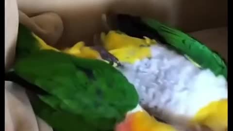 Cute pet birds funny video collection