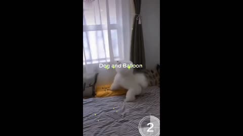 Cute dog play with balloon dog enjoy with balloon